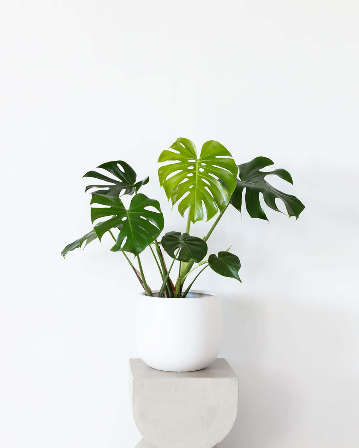monstera plant in white pot Monstera in White Ceramic Pot