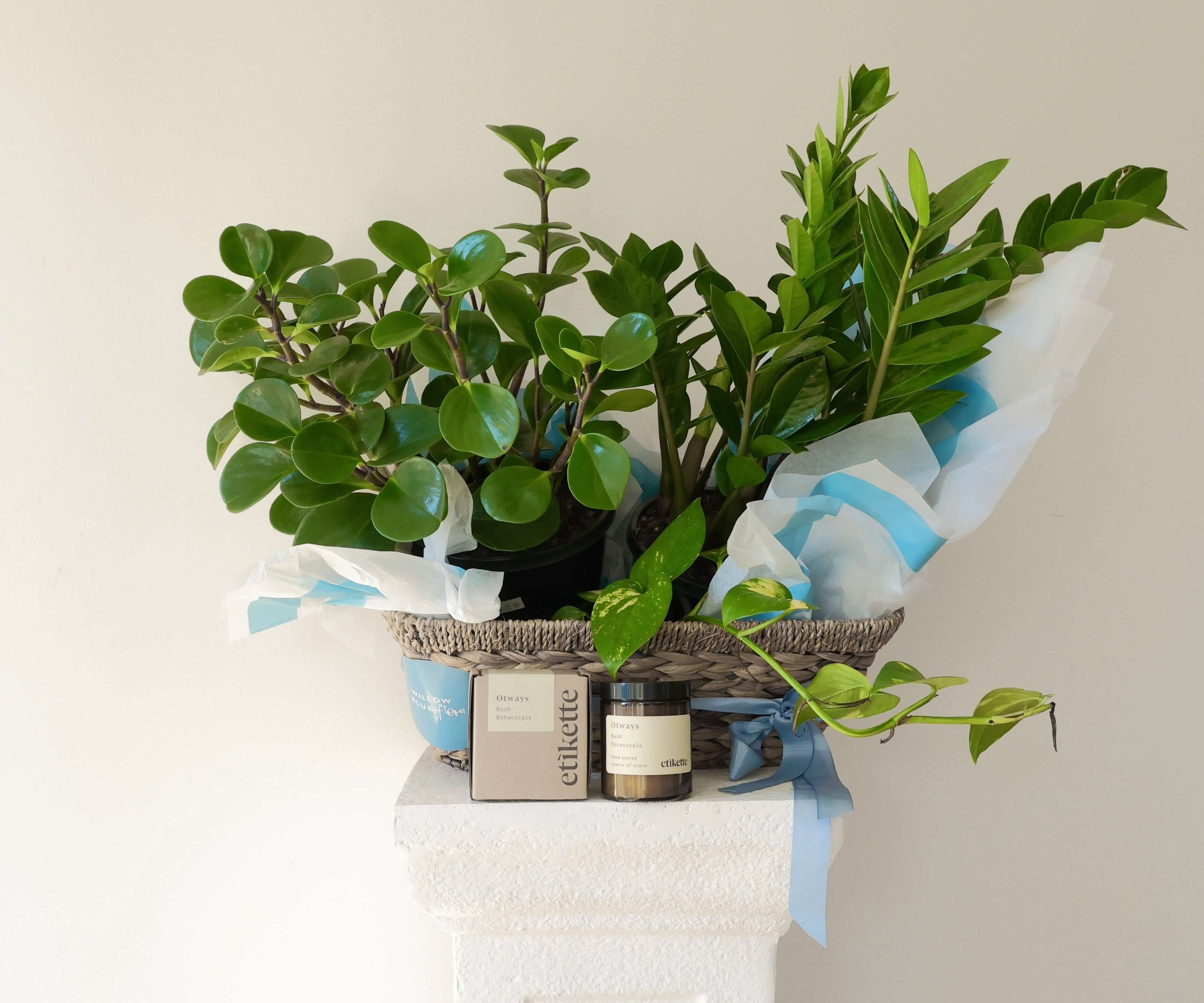 Plant Lover Housewarming Hamper with indoor plants and Etikette 'Otways' candle in woven basket.