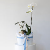 The garden edit bundle  – for the mother who loves to grow things -  Mother’s Day Edition