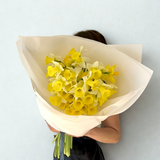 En Masse Daffodils - In Support of the Cancer Council