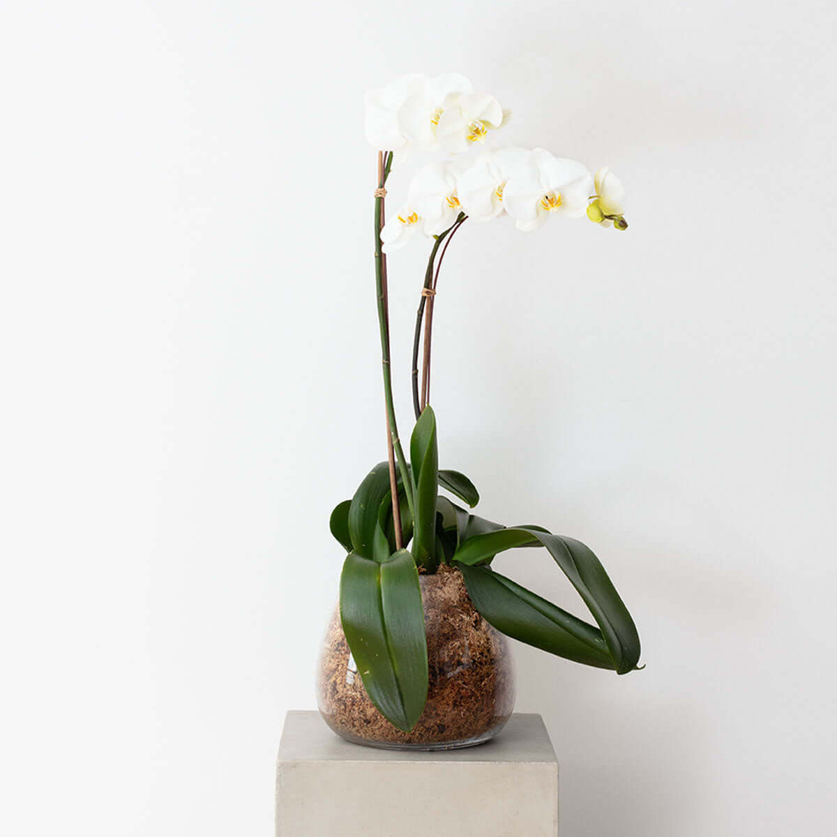 Orchids in a Glass Vase featuring elegant white Phalaenopsis orchids in a stylish glass pot.
