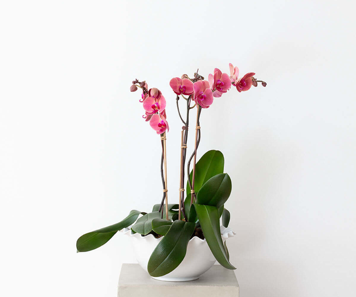 Luxe Orchids in Ceramic, elegant pink Phalaenopsis orchids in a unique ceramic vase.