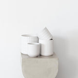 Hoya in White Ceramic Pot