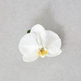 Phalaenopsis Orchid Button