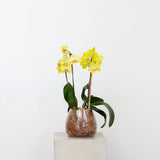 Orchids in a Glass Vase