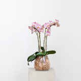 Flowering Orchid Plant - Mother's Day Edition