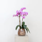 Flowering Orchid Plant - Mother's Day Edition