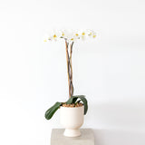 White Orchid in Ceramic Pot