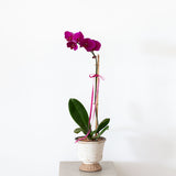 Pink Potted Orchid in Ceramic