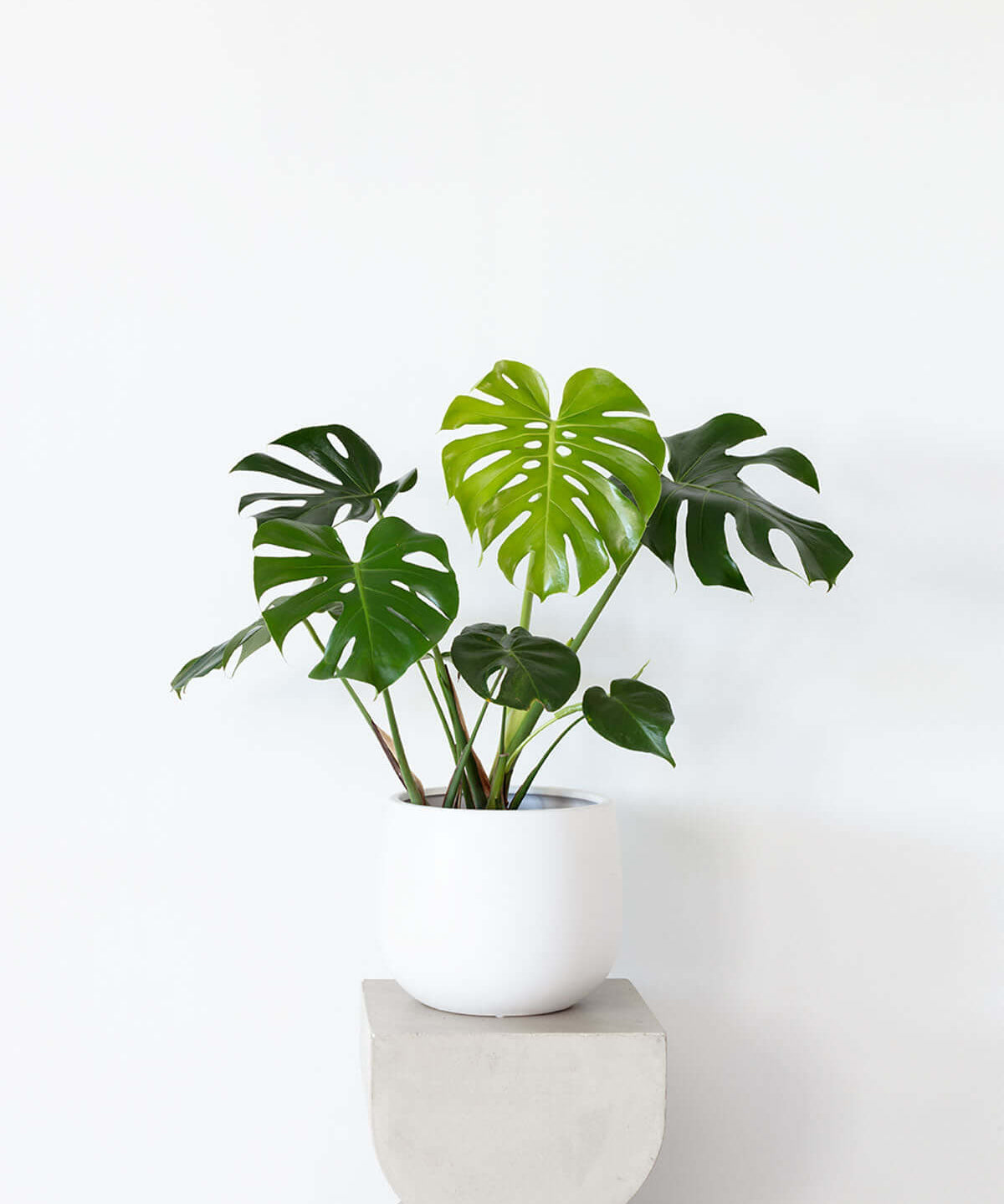 monstera deliciosa blüte Monstera in White Ceramic Pot – Willow Blue Flora
