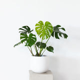 Monstera in White Ceramic Pot