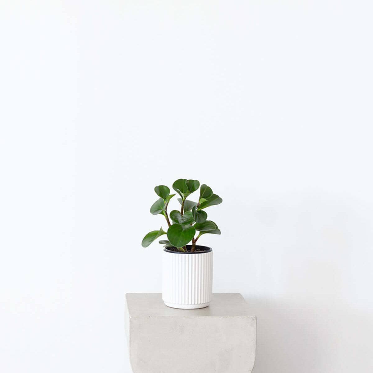 Peperomia in White Ceramic Pot displayed on a minimalist pedestal, showcasing its lush green leaves.