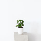 Peperomia in White Ceramic Pot